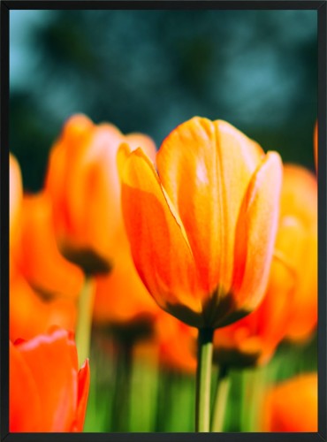 OBRAZ PLAKAT DEKORACYJNY TULIPANY KWIATY 