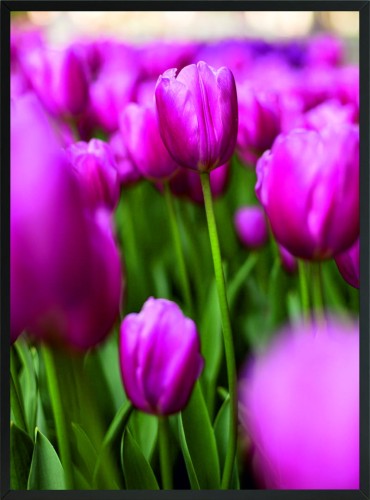 OBRAZ plakat do salonu FIOLETOWE TULIPANY 