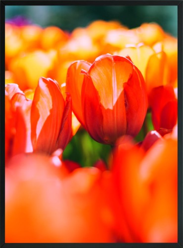 OBRAZ PLAKAT DEKORACYUJNY KWIATY TULIPANY 