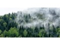 Podkładka ochronna na biurko las we mgle natura