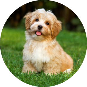 OCHRONNA PODKŁADKA OKRĄGŁA MATA PODŁOGOWA SŁODKI PIESEK 