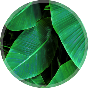 OCHRONNA MATA POD KRZESŁO FOTEL OKRĄGŁA LIŚCIE BANANOWCA