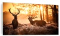 FOTO OBRAZ NA SZKLE SZKLANY DO SALONU JELEŃ LAS NATURA