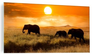 NOWOCZESNY FOTO OBRAZ SZKLANY SAFARI SŁONIE AFRYKA