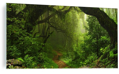 FOTO OBRAZ NA SZKLE SZKLANY Las Tropikalny Drzewa