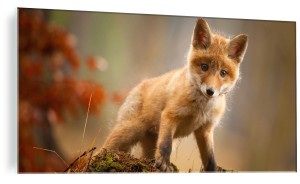 FOTO OBRAZ ZE SZKŁA SZKLANY DO SALONU LISEK LIS