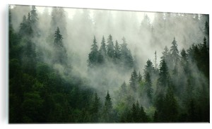 SZKLANY FOTO OBRAZ LAS NATURA MGŁA DRZEWA DO SALONU