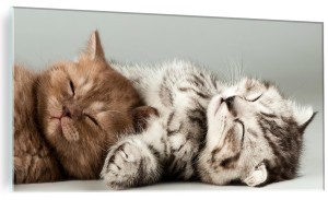 SZKLANY FOTO OBRAZ DO SYPIALNI SŁODKIE KOTKI KOTY