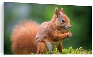 OBRAZ SZKLANY NA SZKLE WIEWIÓRKA NATURA LAS