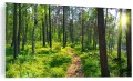 OBRAZ SZKLANY DO SALONU DRÓŻKA W LESIE LAS DRZEWA