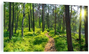 OBRAZ SZKLANY DO SALONU DRÓŻKA W LESIE LAS DRZEWA