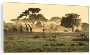 ŚCIENNY FOTO OBRAZ SZKLANY Żyrafy Na Sawannie Safari