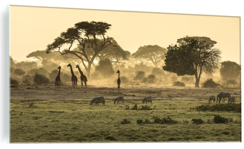 ŚCIENNY FOTO OBRAZ SZKLANY Żyrafy Na Sawannie Safari