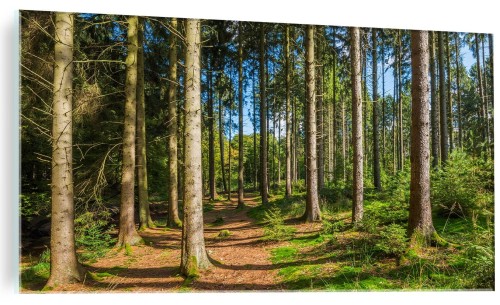 Obraz na szkle szklany do salonu  PANORAMA LASU LAS DRZEWA