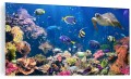 Obraz na szkle szklany PODWODNY ŚWIAT OCEAN RYBY