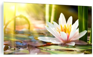 Obraz na szkle szklany Lilia Wodna Staw Natura