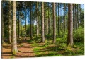Obraz  LAS DRZEWA na płótnie do salonu PANORAMA LASU