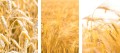 ZESTAW 3 PLAKATÓW OBRAZÓW NATURA ZBOŻE POLE