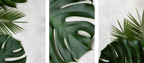 OBRAZY PLAKATY ZESTAW NOWOCZESNA MONSTERA BETON