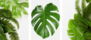 OBRAZY PLAKATY ZESTAW DO SALONU ZIELONA MONSTERA