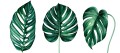 OBRAZY PLAKATY ZESTAW MINIMALIZM LIŚCIE MONSTERA