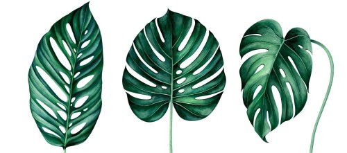 OBRAZY PLAKATY ZESTAW MINIMALIZM LIŚCIE MONSTERA