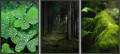 OBRAZY DEKORACYJNE PLAKATY ZESTAW NATURA LAS MECH 
