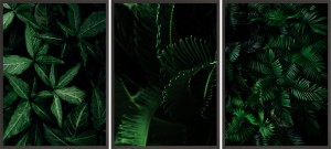 OBRAZY DEKORACYJNE PLAKATY ZESTAW NATURA LIŚCIE