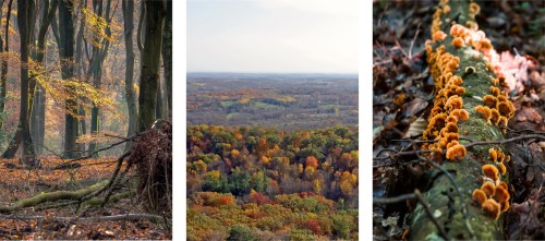 OBRAZY DEKORACYJNE PLAKATY ZESTAW NATURA LAS WIDOK JESIEŃ