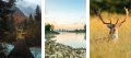 OBRAZY DEKORACYJNE PLAKATY ZESTAW NATURA JELEŃ LAS