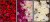 P490,P491,P492.jpg