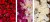 P490,P491,P492r.jpg