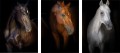 OBRAZY PLAKATY ZESTAW DO SALONU SYPIALNI KOŃ KONIE
