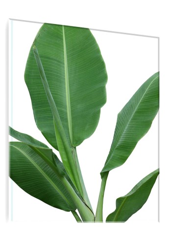 OBRAZ SZKLANY DO SALONU LIŚCIE BANANOWCA NA BIAŁYM TLE