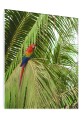 OBRAZ SZKLANY DO SALONU LIŚCIE PALMOWE PAPUGA DŻUNGLA