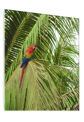 OBRAZ SZKLANY DO SALONU LIŚCIE PALMOWE PAPUGA DŻUNGLA