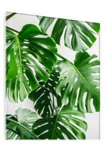 OBRAZ SZKLANY DO SALONU LIŚCIE MONSTERA NA BIAŁYM TLE 