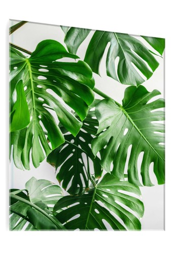 OBRAZ SZKLANY DO SALONU LIŚCIE MONSTERA NA BIAŁYM TLE 