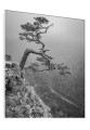 OBRAZ SZKLANY DO SALONU PIENINY GÓRY SOSNA CZARNO-BIAŁY