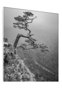 OBRAZ SZKLANY DO SALONU PIENINY GÓRY SOSNA CZARNO-BIAŁY