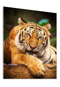 OBRAZ SZKLANY DO SALONU TYGRYS DZIKI KOT DŻUNGLA