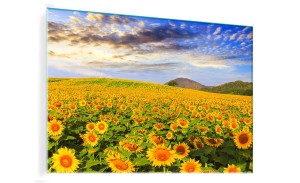 OBRAZ SZKLANY DO SALONU POLA SŁONECZNIKÓW