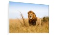 OBRAZ SZKLANY DO SALONU LEW KRÓL SAWANNA 