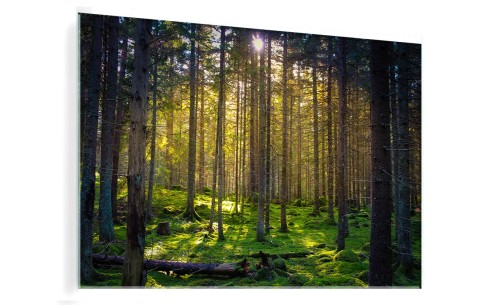 OBRAZ SZKLANY DO SALONU LAS SŁOŃCE NATURA