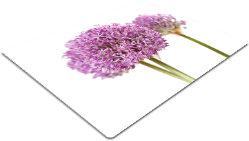 F31.png