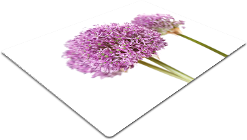 F31.png