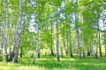FOTOTAPETA DO SALONU SYPIALNI BRZOZY LAS ZIELEŃ NATURA