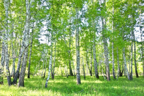 FOTOTAPETA DO SALONU SYPIALNI BRZOZY LAS ZIELEŃ NATURA