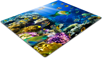 MATA OCHRONNA pod fotel Rafa Koralowa Ryby