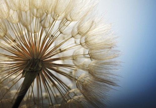 FOTOTAPETA DO SALONU SYPIALNI DMUCHAWIEC NATURA